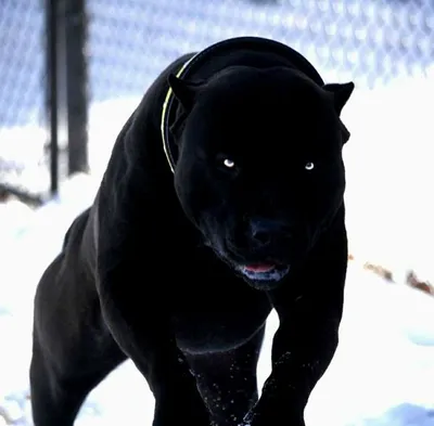 This Pitbull looks like part dog part black panther | Pitbull puppies,  Bully breeds dogs, Black pitbull