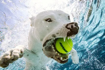 Brown pitbull hi-res stock photography and images - Alamy