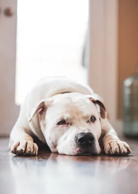 Cute black and brown pitbull 28736542 Stock Photo at Vecteezy