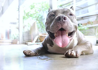 A cute pitbull with a happy smile 18248997 PNG