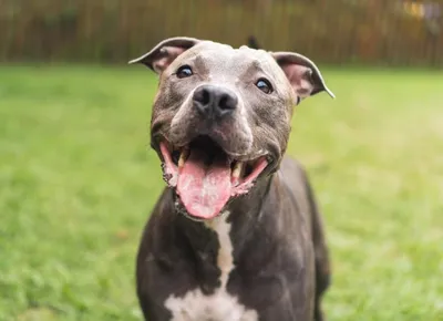 Stereotypes of Pitbulls | Creatures