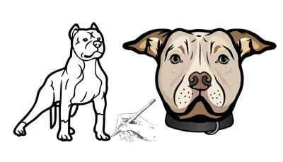 Pitbulls: Everything You Need to Know About the Pitbull Breed