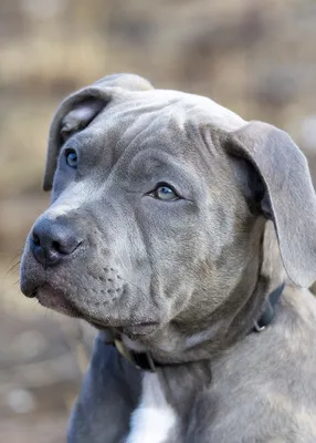 American Pit Bull Terrier Health and Care | PetMD