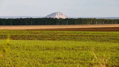 Кукуруза на полях Ленинградской области | Российский аграрный портал