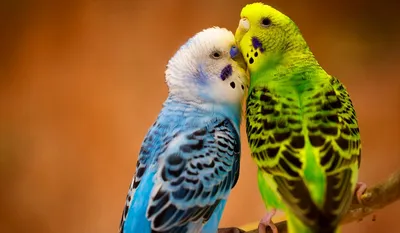 Основной корм RIO Budgies для волнистых попугаев 1 кг - отзывы покупателей  на маркетплейсе Мегамаркет | Артикул товара:100022818446