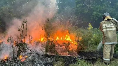 При пожаре в Геленджике погибло очень много краснокнижных деревьев - РИА  Новости, 31.08.2023