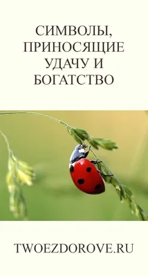 Какие растения приносят удачу, а какие – невезение в дом - archidea.com.ua