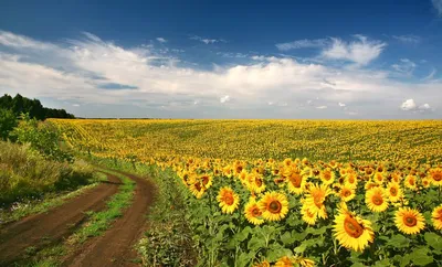 Фотографии природы Карелии возле парк-отеля «Sorola Village»