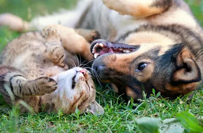 Самые смешные фотографии животных Comedy Wildlife Photography Awards 2022 |  Пикабу