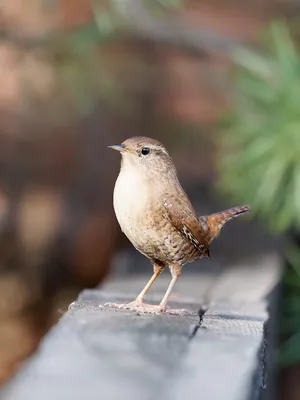 красивые шаблоны птичек для вырезания из бумаги | Pájaros de papel, Flores  para recortar, Flores para imprimir