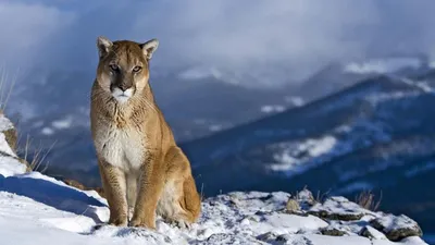 Пума (Felis (Puma) concolor) — Зоопарк «Лимпопо» г. Нижний Новгород –  Нижегородский зоопарк