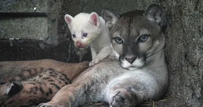 Пума (Felis (Puma) concolor) — Зоопарк «Лимпопо» г. Нижний Новгород –  Нижегородский зоопарк