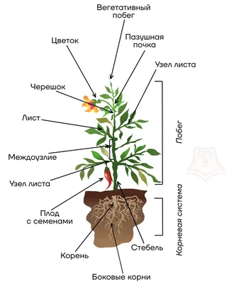 Органы растений. Часть 2 - Умскул Учебник