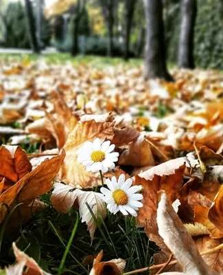 Купить букет больших ромашек! - Пермь! Доставка!