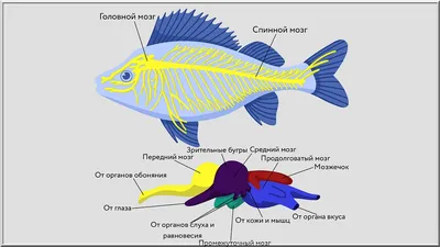 Плавательный Кластер Графических Рыб — стоковая векторная графика и другие  изображения на тему Рыба - Рыба, Косяк рыб, Силуэт - iStock