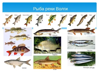 на белом фоне изображены три рыбы, мультяшные картинки рыб, мультфильм, рыба  в Powerpoint фон картинки и Фото для бесплатной загрузки