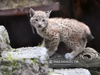 На Камчатке в Кроноцком заповеднике впервые сняли семью рысей - РИА  Новости, 23.01.2023