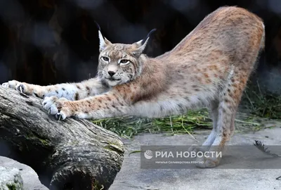 РЕАБИЛИТАЦИЯ РЫСИ, ВЛАДИМИРСКАЯ ОБЛАСТЬ