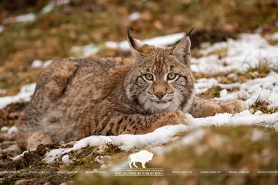 Кошка, гуляющая сама по себе. Опыт приручения рыси - Тверь24 - новости в  Тверском регионе