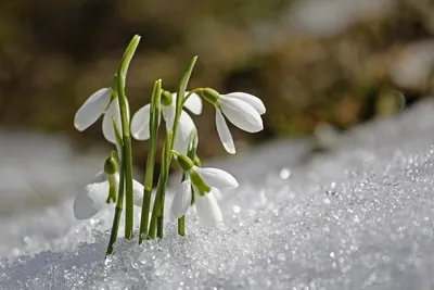 С первым днём весны! - 1 Марта 2019 - Персональный сайт МБДОУ Детский сад №  16