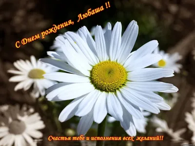 Открытки \"С Днем Рождения, Люба, Любовь!\" (105 шт.)