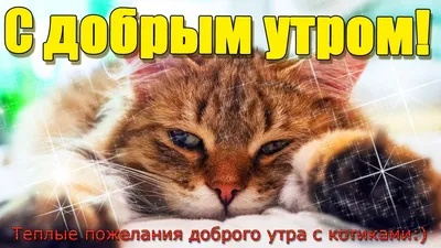 С добрым утром пятницы! | Смешные открытки, Милые котики, Доброе утро