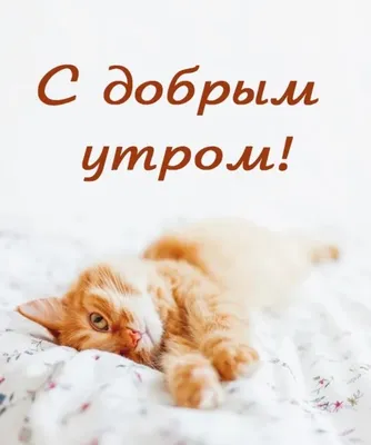 котики говорят доброе утро :) | ВКонтакте