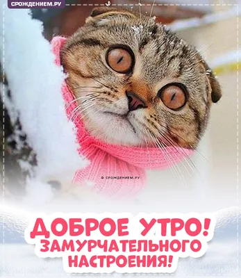 Открытка доброе утро котик - 69 фото