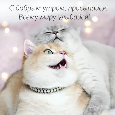 Картинки \"С Добрым Утром, Котик!\" (100+)