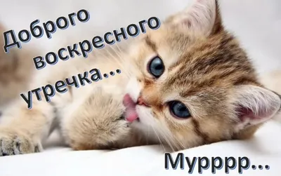 🐱 МИЛЫЕ КОТИКИ ХОТЯТ ПОЖЕЛАТЬ ВАМ ДОБРОГО УТРА 🐱САМОГО ДОБРОГО УТРЕЧКА  🐱ОТЛИЧНОГО ВСЕМ НАСТРОЕНИЯ 🐱 - YouTube