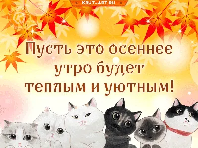 Котики | Доброе утро