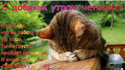 ЛЕТНЕЕ 🐾😽💗😸🐾 УТРО ДОБРОЕ! | Иллюстрации кошек, Самые милые животные,  Забавные зверюшки