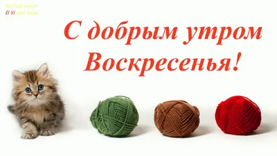 С добрым утром!🙂🐱 #доброеутро #воскресенье #toyszefir | *ПЛЮШКИ*  Бесплатные схемы плюшевых игрушек | ВКонтакте