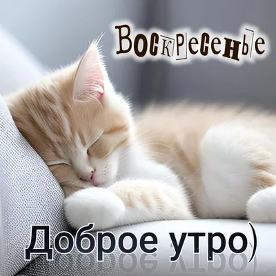 Доброго воскресного утра ☕🧇 Хорошего солнечного выходного дня 🌞🤗 то... |  TikTok