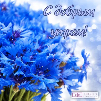 С добрым утром!#видеооткрытка #открыткасдобрымутром#открытка #рекоменд... |  TikTok