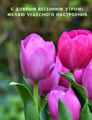 Бесплатные картинки! Открытка картинка с добрым весенним утром, доброго  весеннего утра!