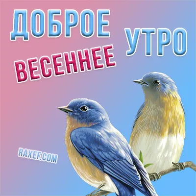 Картинки с добрым утром весенние веселые