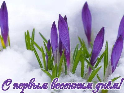 с первым днем весны - Поиск в Google | Spring flowers, Garden, Flowers