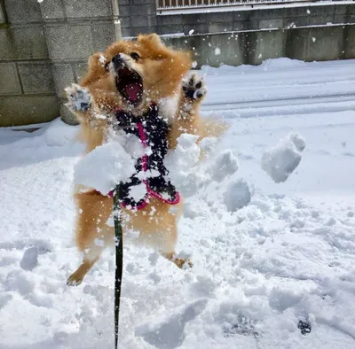 С первым днем зимы❄️⛄️❄️⛄️❄️⛄️ Зима,…» — создано в Шедевруме