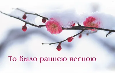 Черемуха душистая 🌸 С весною …» — создано в Шедевруме