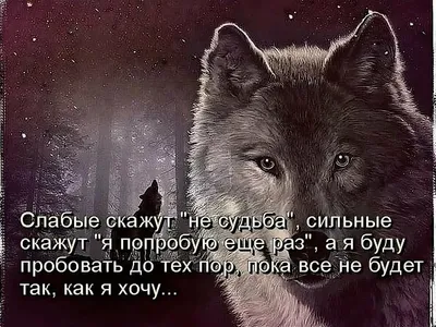 Пин от пользователя Ольга Бушуева на доске СТАТУСЫ ПРО ВОЛКОВ. МОИ РАБОТЫ |  Слова со смыслом, Слова, Волк