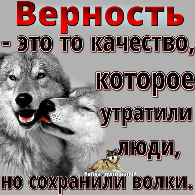 🌫:висукачян; АЯКА ДОМА on X: \"окей, девочки, тред, в котором мой папа  оценивает мемы с волками по десятибалльной шкале🥺✊  https://t.co/h2J1AOBmrp\" / X