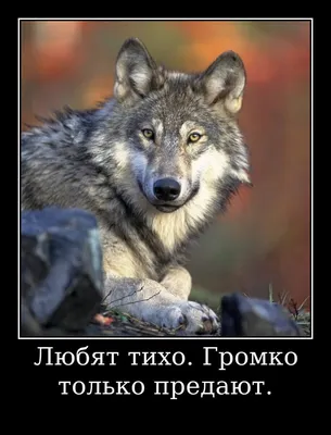 Цитаты волка🐺: мемы со смыслом