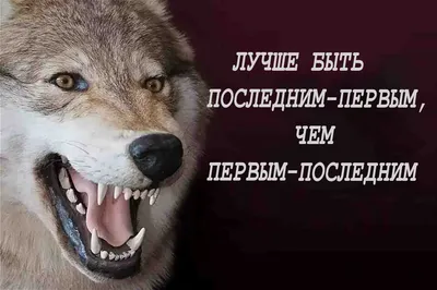 волкцитаты #волк #волки #wolf #цитатыволка #volkparapapapam #shepherd... |  TikTok