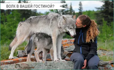 Цитаты про одинокого волка 🐺со смыслом, смешные