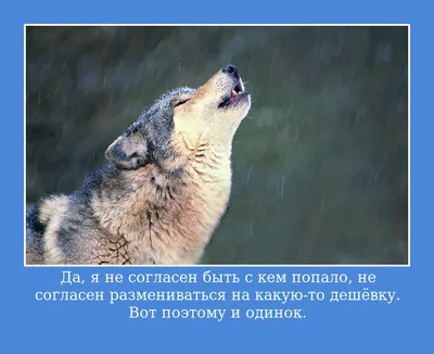 Депутаты Народного Хурала Бурятии предложили увеличить вознаграждения за  добычу волка - Политика - Новая Бурятия