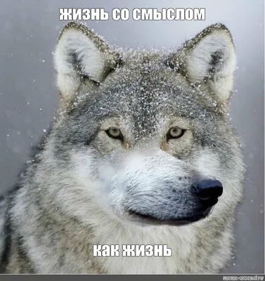 девушкинеобижайтесь #рекомендации #волки #волк #wildwolf #wolfdogs #... |  TikTok