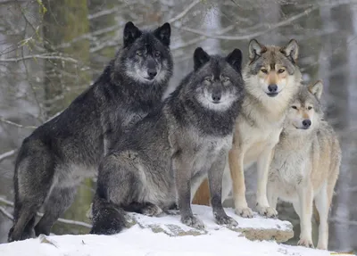 стаяволков #wolfdogs #волки #волк #wolf #beautifulwolves #волкцитаты ... |  wolf | TikTok