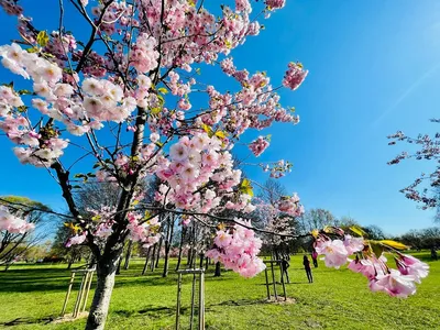 Мимолетная красота. Где в России любоваться цветением сакуры? |  Russia.travel | Дзен