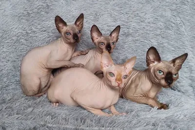 Котята канадского сфинкса / Available sphinx kittens - Baby Joy Cats  Cattery - Sphinx, elf and bambino